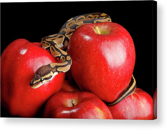 Animals Acrylic Print featuring the photograph Ball Python On Red Apples by David Kenny