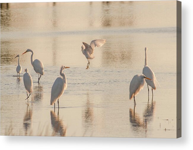 Birds Acrylic Print featuring the photograph Ballet of the Egrets by Donald Brown