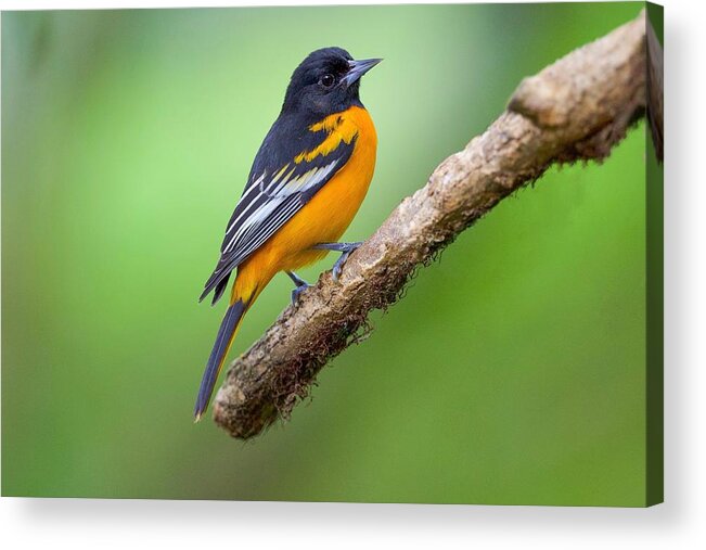  Acrylic Print featuring the photograph Baltimore Oriole by David Manusevich