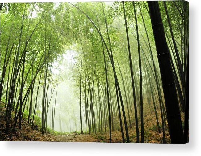 Grass Acrylic Print featuring the photograph Bamboo Grove by Caoyu36