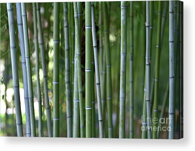 Bamboo Acrylic Print featuring the photograph Bamboo grove by George Atsametakis