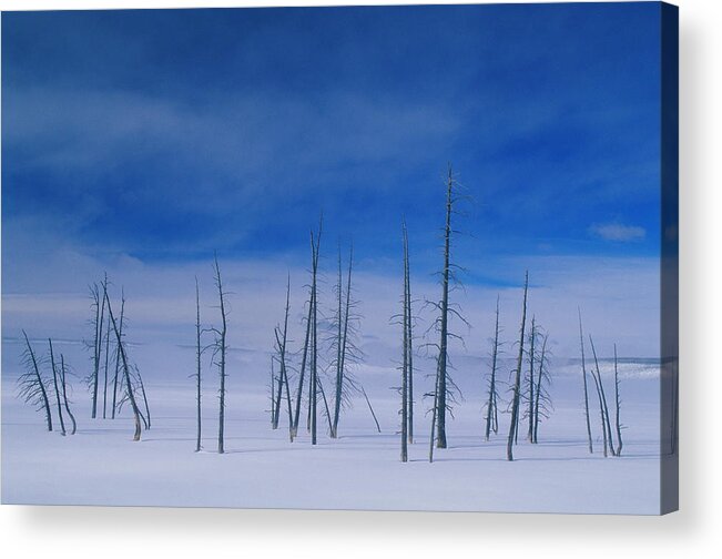 Scenics Acrylic Print featuring the photograph Bare Trees In Deep Snow by Gail Shumway