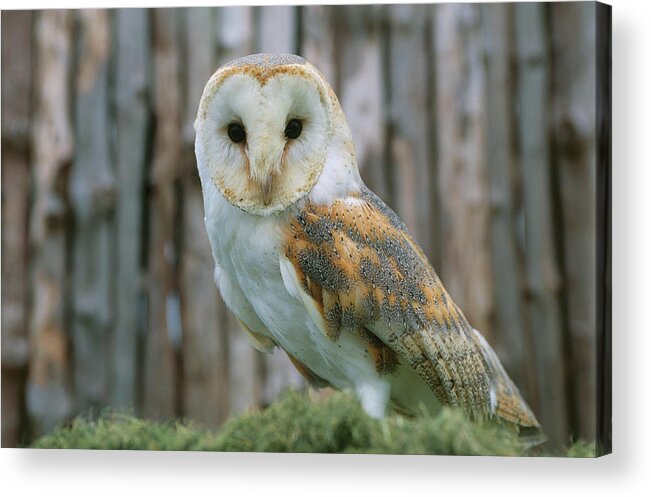 One Animal Acrylic Print featuring the photograph Barn Owl by Frans Lemmens
