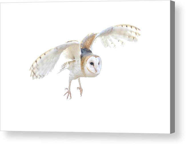 7932 Acrylic Print featuring the photograph Barn Owl in Flight by Tom and Pat Cory