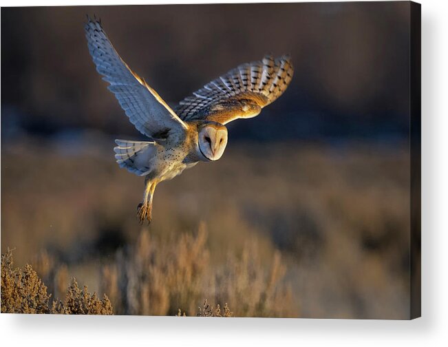 Barn Owl Acrylic Print featuring the photograph Barn Owl Take Off by Rick Mosher