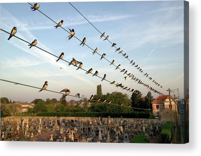 00620512 Acrylic Print featuring the photograph Barn Swallows on Wires by Cyril Ruoso