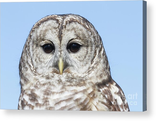 Animal Acrylic Print featuring the photograph Barred Owl 6 by Chris Scroggins