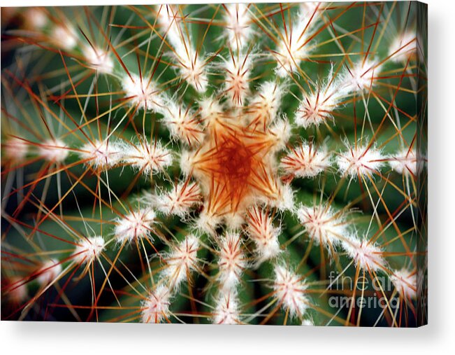 Echinopsis Sp. Acrylic Print featuring the photograph Barrel Cactus Spines by Dr Keith Wheeler/science Photo Library