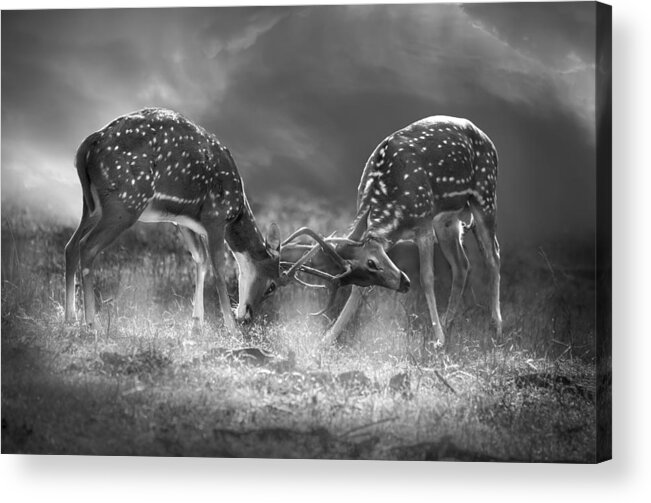 Surreal Acrylic Print featuring the photograph Battle For Supremacy by Anita Singh
