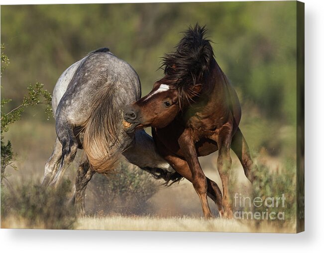 Battle Acrylic Print featuring the photograph Battle by Shannon Hastings