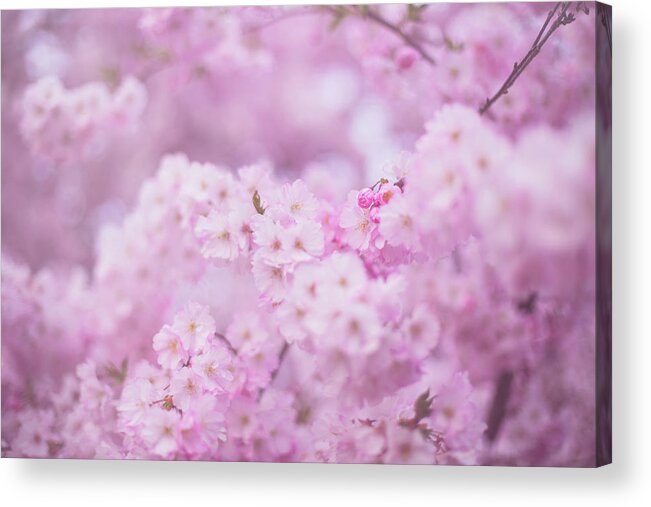 Portland Cherry Blossoms Acrylic Print featuring the photograph Be kind to those near you by Kunal Mehra