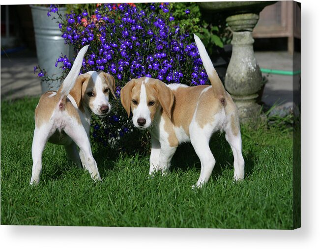 Animals Acrylic Print featuring the photograph Beagle 82 by Bob Langrish