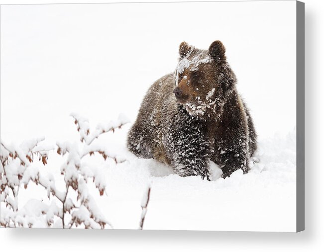 Wildlife Acrylic Print featuring the photograph Bear In The Snow by Marco Pozzi