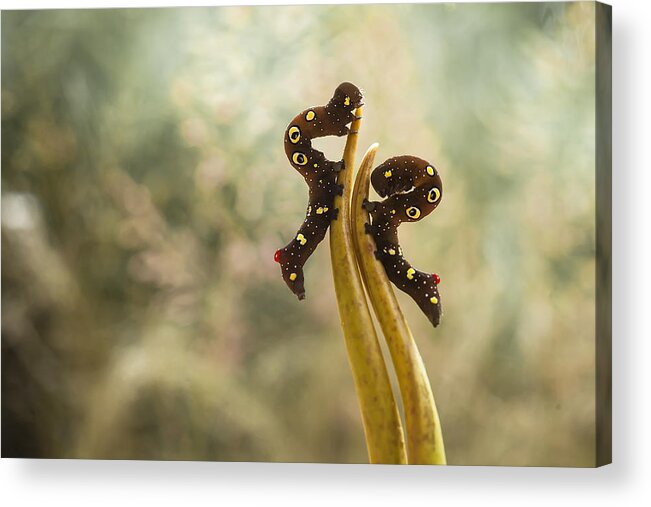 #animal Acrylic Print featuring the photograph Beautiful Caterpillars by Abdul Gapur Dayak