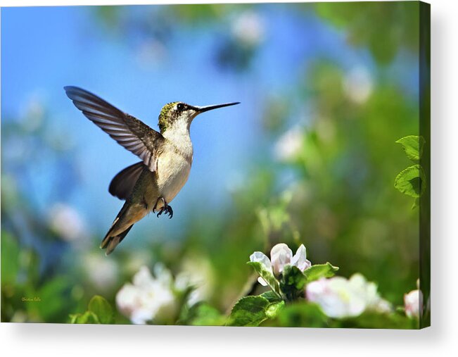 Hummingbird Acrylic Print featuring the photograph Beautiful Hummingbird In Flight by Christina Rollo
