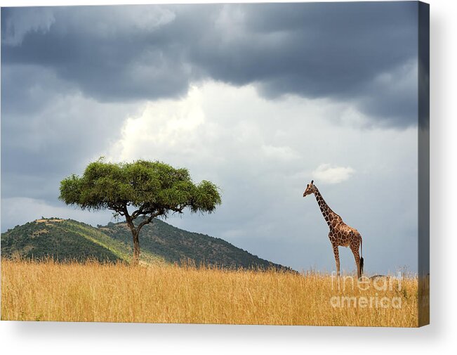 Safari Acrylic Print featuring the photograph Beautiful Landscape With Nobody Tree by Volodymyr Burdiak