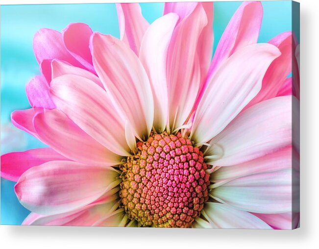 Flower Acrylic Print featuring the photograph Beautiful pink flower by Top Wallpapers