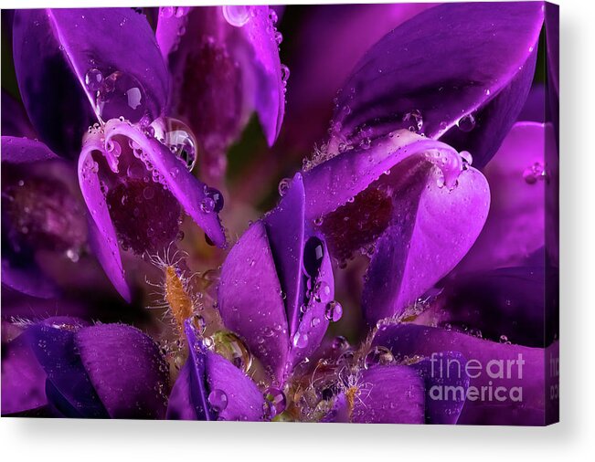 Flower Acrylic Print featuring the photograph Beautiful Purple Lupin flower close up with waterdrops by Simon Bratt