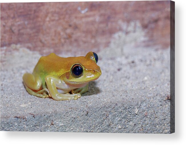 Beautiful small frog Boophis rhodoscelis Madagascar Acrylic Print