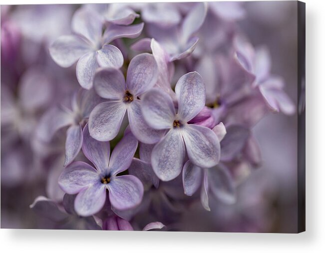 Lilac Acrylic Print featuring the photograph Beautiful Spring Lilac Blooms by Laura Smith
