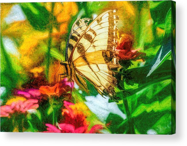 Swallow Tail Acrylic Print featuring the photograph Beautiful Swallow Tail Butterfly by Don Northup