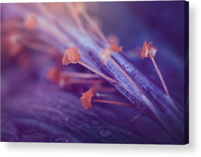 Nature Acrylic Print featuring the photograph Beauty In Little Things by Ajkabajka
