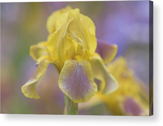 Jenny Rainbow Fine Art Photography Acrylic Print featuring the photograph Beauty of Irises. Ochracea Coerulea by Jenny Rainbow