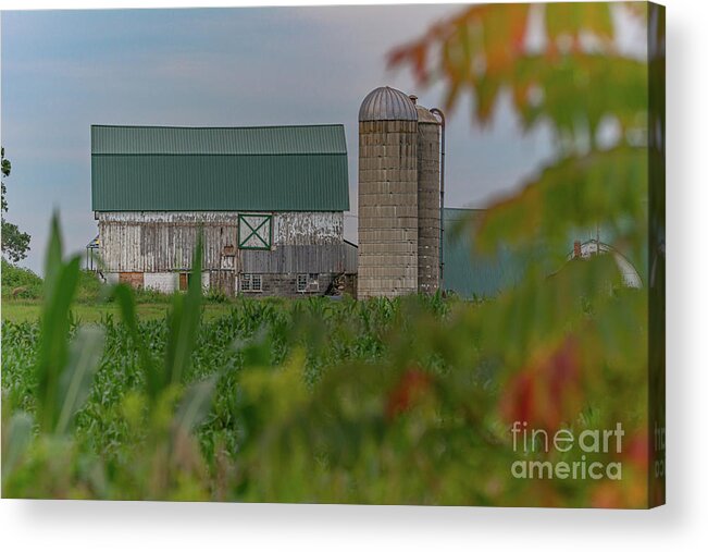 Traditional Barn Acrylic Print featuring the photograph Beauty of the beholder by Amfmgirl Photography
