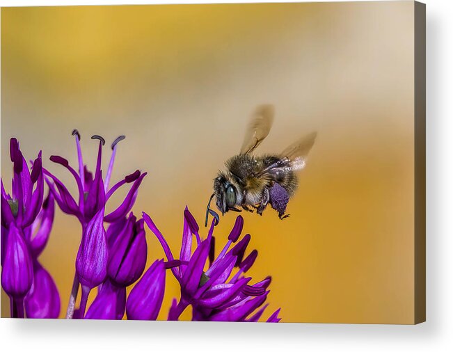 Bee
Pollen
Nectar
Flower
Insect Acrylic Print featuring the photograph Bee At Purple Flower by Jan Riis Srensen