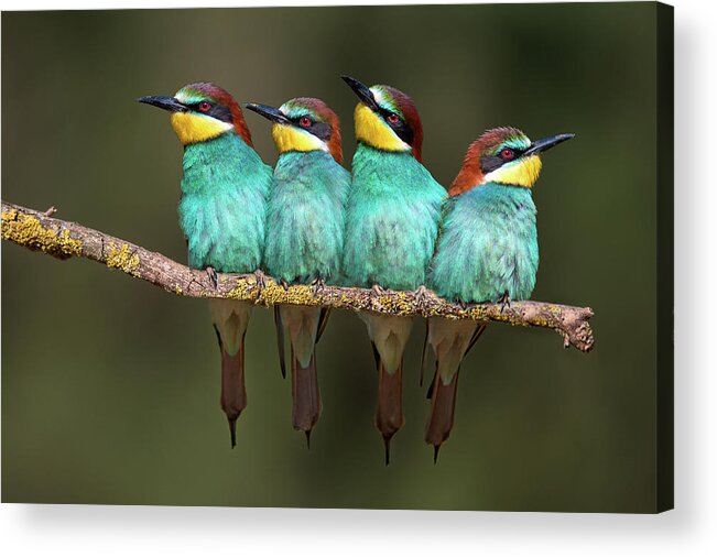 Bird Acrylic Print featuring the photograph Bee-eater Resting by Xavier Ortega