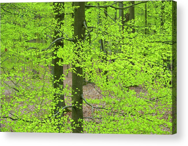 Tranquility Acrylic Print featuring the photograph Beech Tree Leaves by Raimund Linke