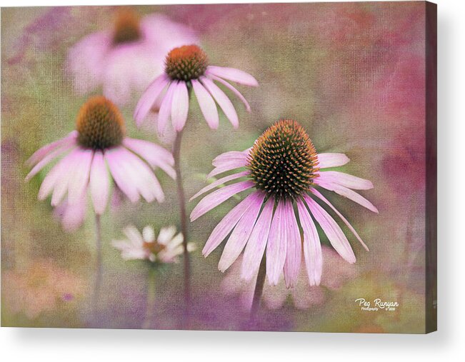 Cone Flower Acrylic Print featuring the photograph Believe and Beat Cancer by Peg Runyan