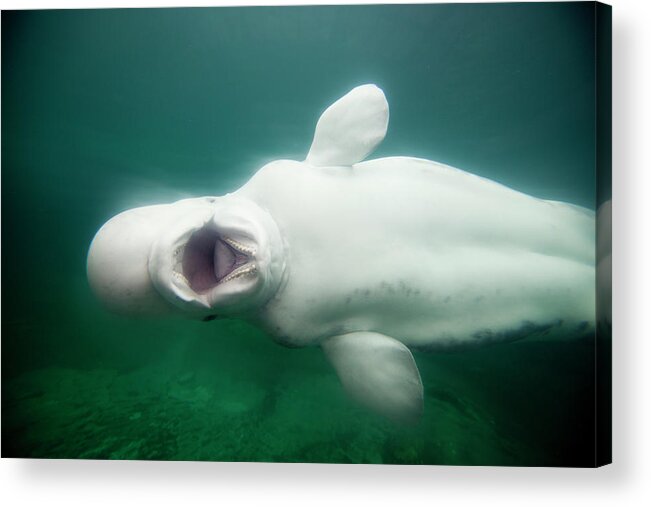 Underwater Acrylic Print featuring the photograph Beluga Whale by Paul Souders