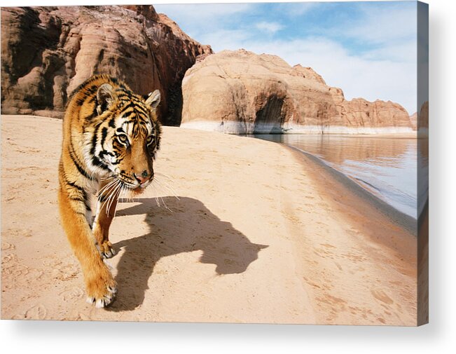 Water's Edge Acrylic Print featuring the photograph Bengal Tiger Panthera Tigris Walking On by John Giustina