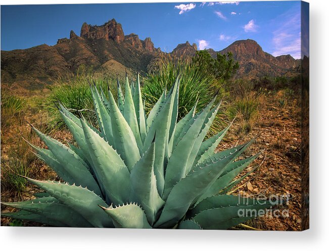 Agave Americana Acrylic Print featuring the photograph Big Bend Century Plant by Inge Johnsson