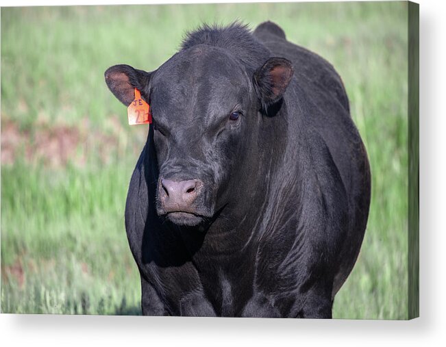 Bull Acrylic Print featuring the photograph Big Bull by Todd Klassy