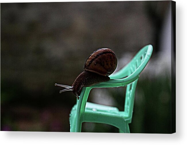 Snail Acrylic Print featuring the photograph Big snail,Little chair by Martin Smith