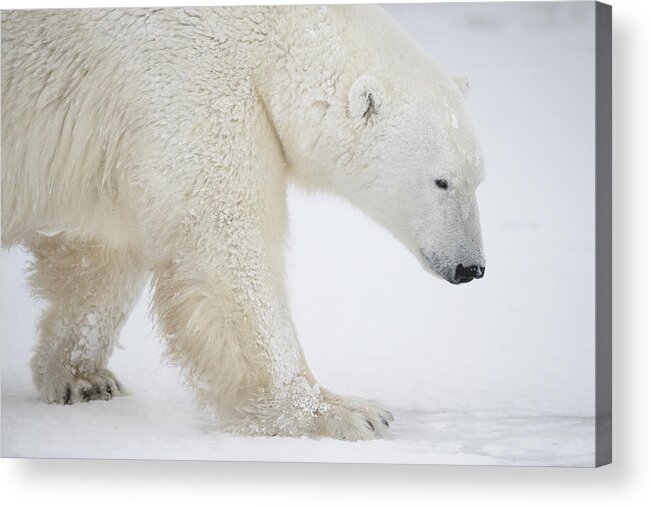Polar-bear Acrylic Print featuring the photograph Big White Is Walking by Marco Pozzi