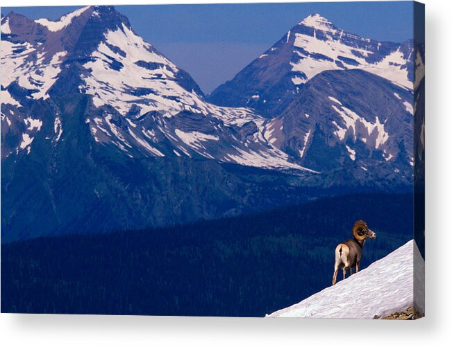 Scenics Acrylic Print featuring the photograph Bighorn Sheep On Snowy Incline, Glacier by Art Wolfe