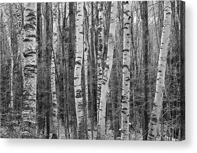 Nature Acrylic Print featuring the photograph Birch Stand by Ron Kochanowski