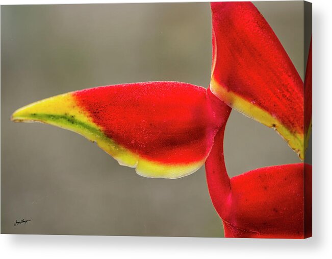 False Bird Of Paradise Acrylic Print featuring the photograph Bird Of Paradise by Jurgen Lorenzen