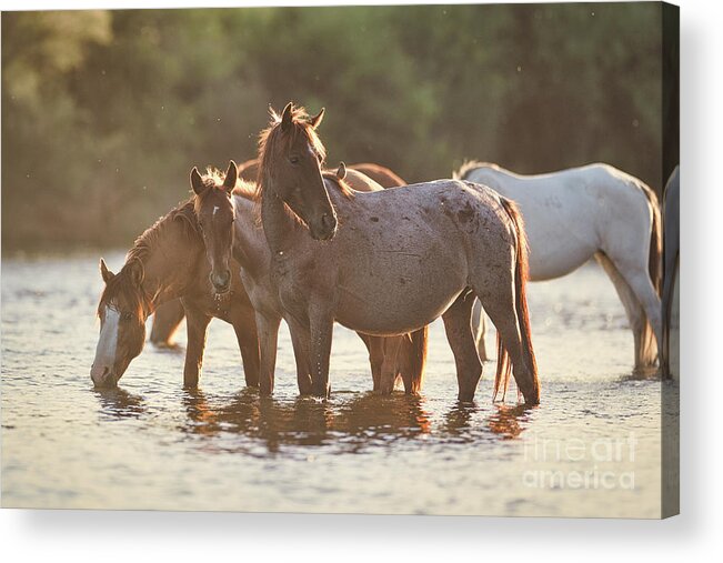 Salt River Wild Horses Acrylic Print featuring the photograph Bird on a Horse by Shannon Hastings