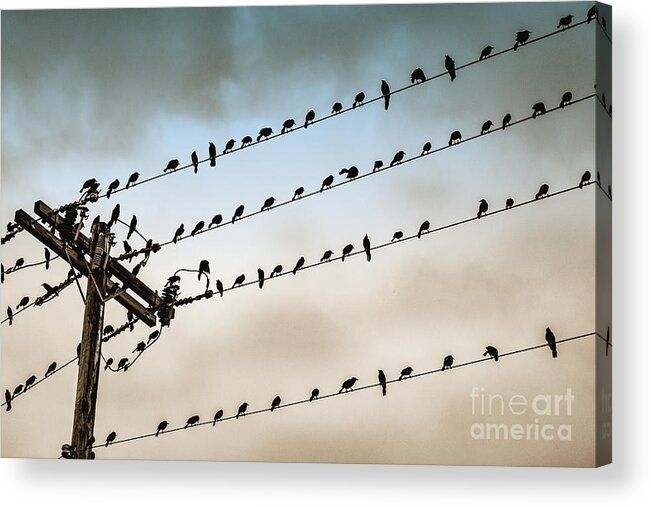 In A Row Acrylic Print featuring the photograph Bird Perching On Power Cables, Ocho by G10 Photography