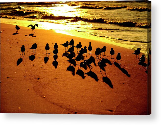 Beach Acrylic Print featuring the photograph Bird Shadows by Tom Gresham