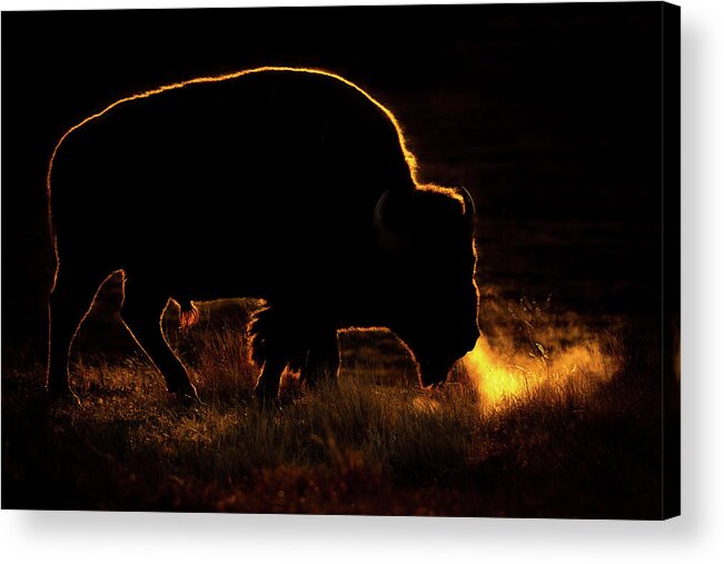 Bison Acrylic Print featuring the photograph Bison Breath by Gary Kochel