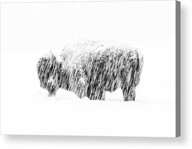 American Bisonbison Bisonnorth Americausaunited States Of Americawyomingyellowstone National Parkanimalbrownmammalnatureungulatewildlifewintersnowmax Waughyellowstone18win Buffalo Wildlife Photographer Of The Year Wpy55 Snow Exposure Acrylic Print featuring the photograph Bison in Painted Snow by Max Waugh