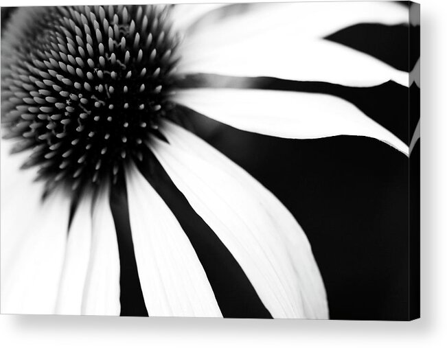Sweden Acrylic Print featuring the photograph Black And White Flower Maco by Johan Klovsjö