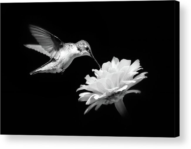 Hummingbird Acrylic Print featuring the photograph Black and White Hummingbird and Flower by Christina Rollo