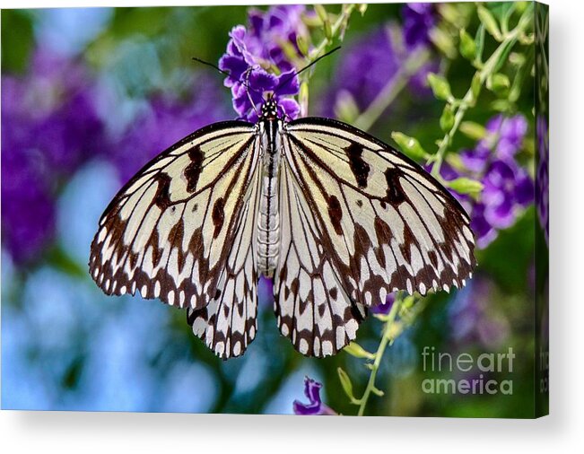 Closeup Acrylic Print featuring the photograph Black and White Paper Kite Butterfly by Susan Rydberg