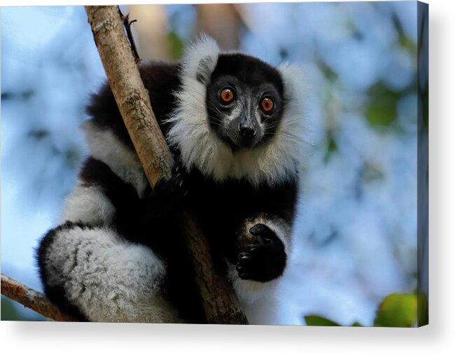 Black Color Acrylic Print featuring the photograph Black-and-white Ruffed Lemur by Jlr